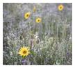 slides/Sunflower.jpg sunflowers,south downs national park,sussex west,sunset,field,brighton,simon parsons Sunflower